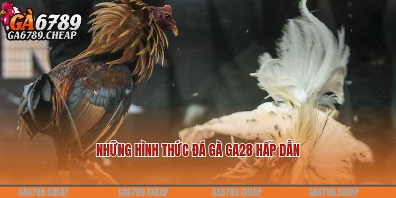 Những hình thức đá gà GA28 hấp dẫn