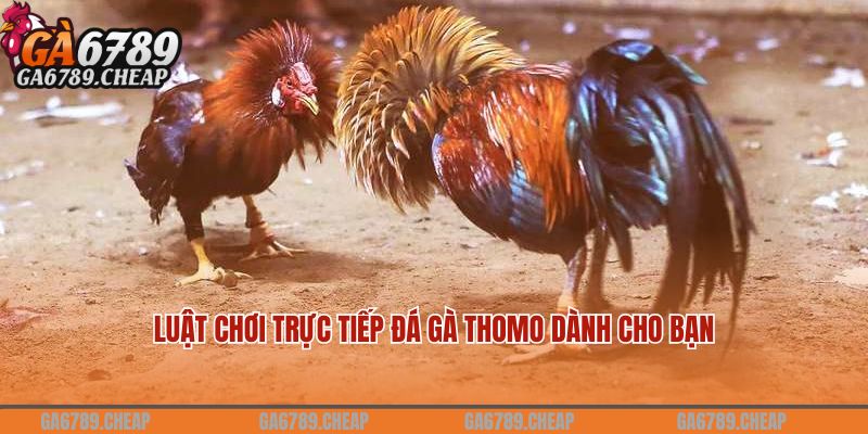 Luật chơi trực tiếp đá gà thomo dành cho bạn